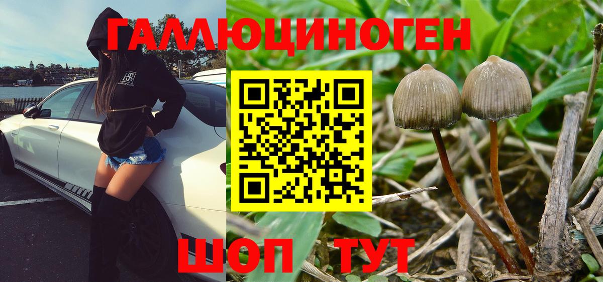 Псилоцибиновые грибы прущие грибы  закладка  Урус-Мартан  Галлюциногенные грибы Cubensis  Вход с VPN 